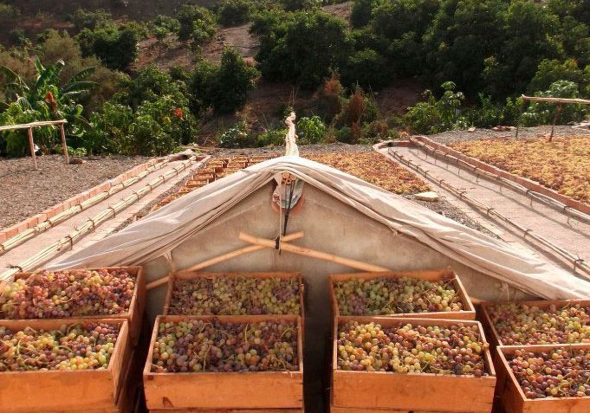 Archive photo of a 'pasero' in the Axarquía.