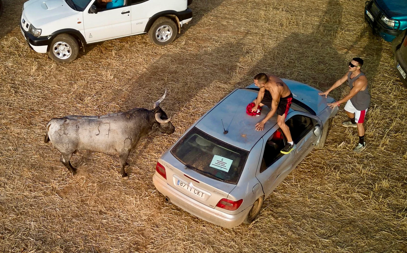 Bull allegedly rammed by vehicles and taunted by dogs during event to celebrate patron saint in Guadalajara area of Spain